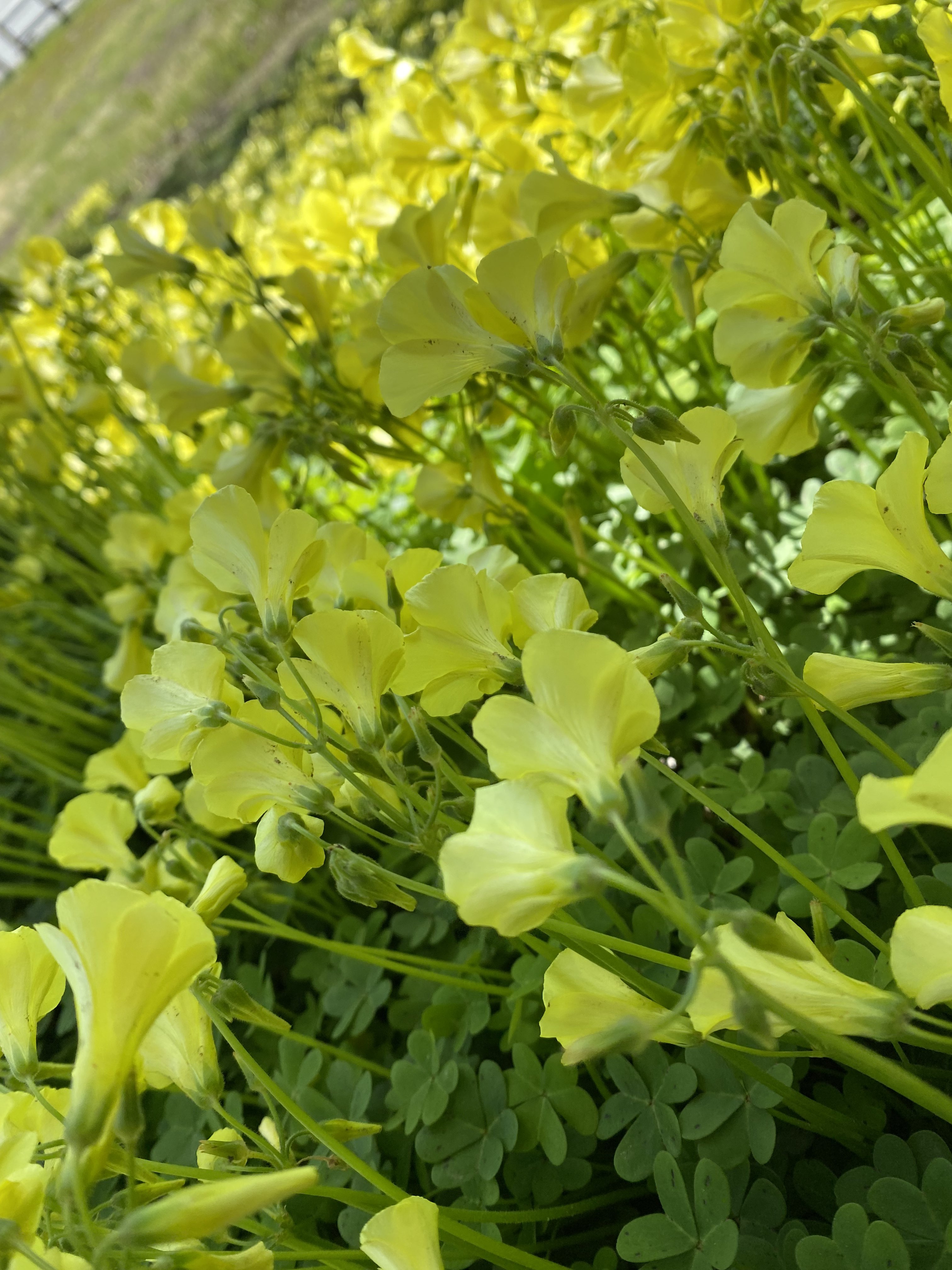 Flower Field
